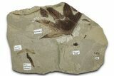 Detailed Fossil Leaves, Seed, and Ant - Green River Formation, Utah #356082-1